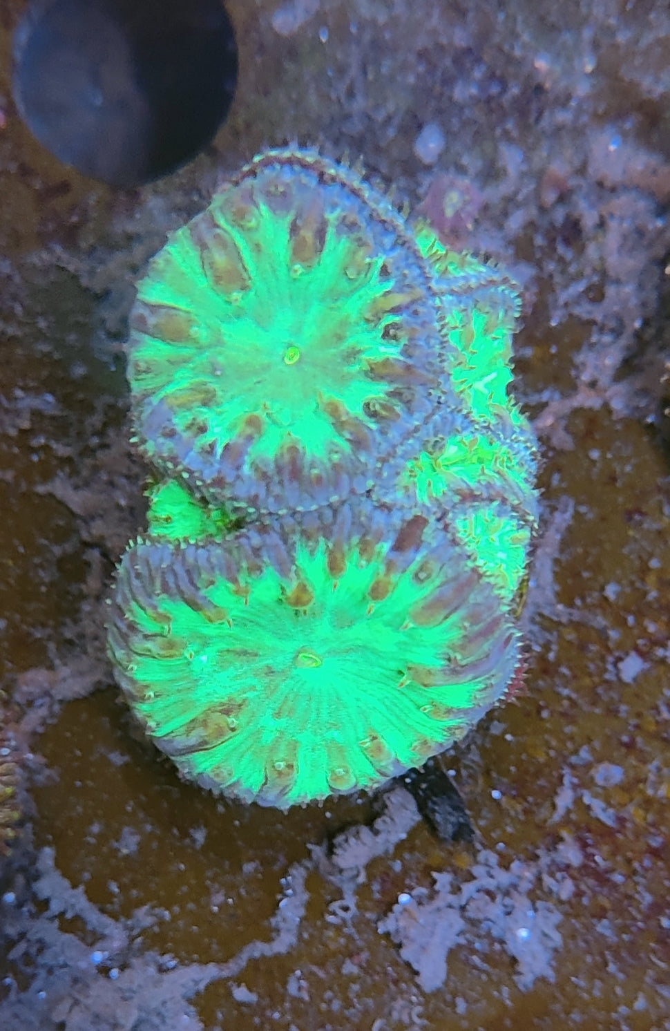 Blastomussa WYSIWYG 53