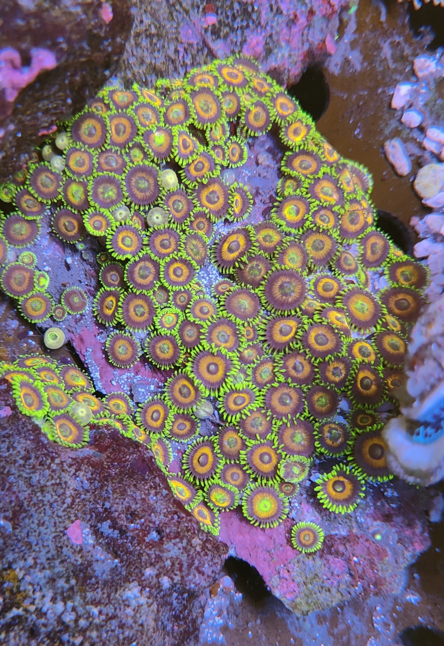 Zoanthus watermelon XL