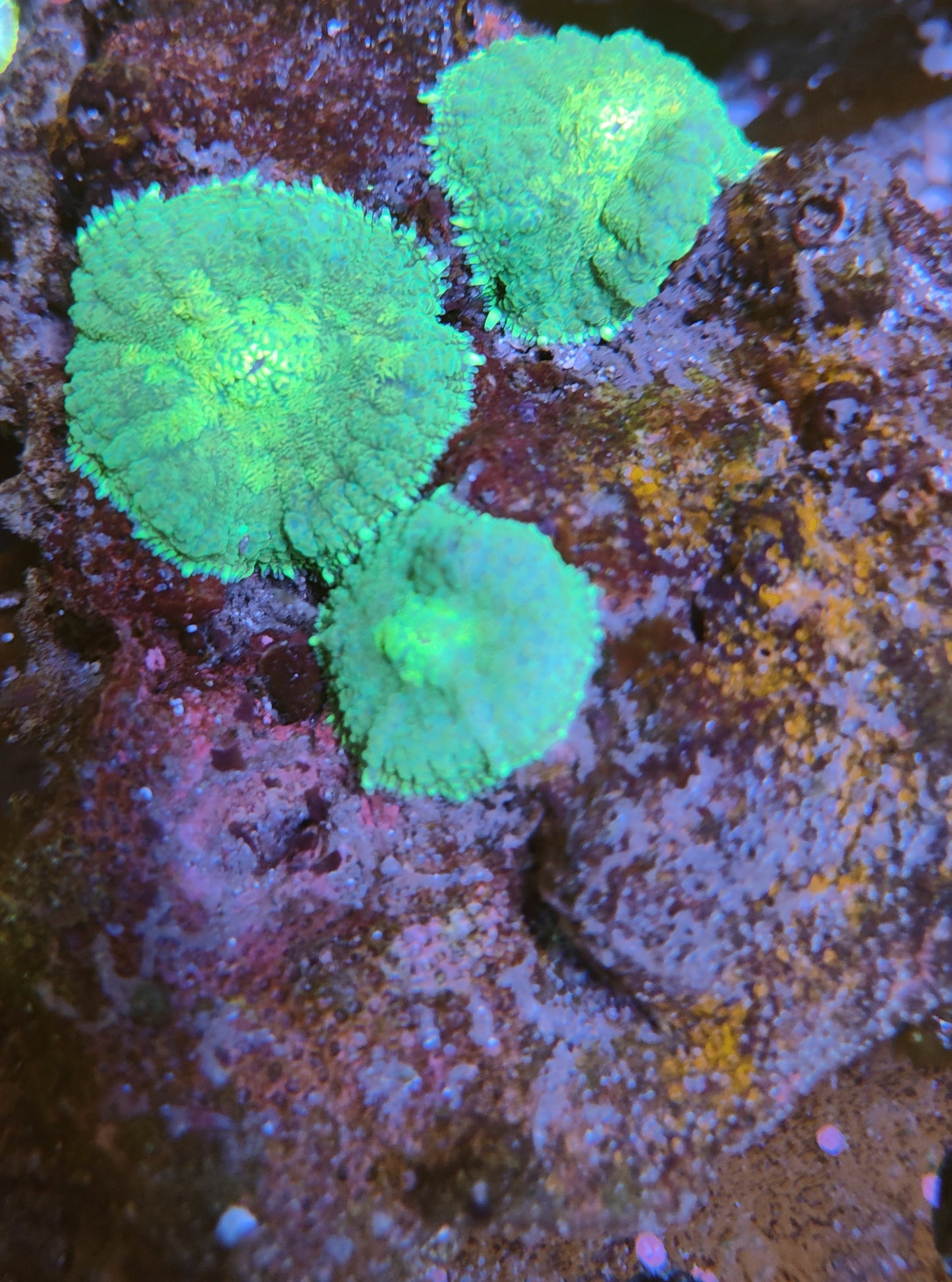 Rhodactis vert wysiwyg 1