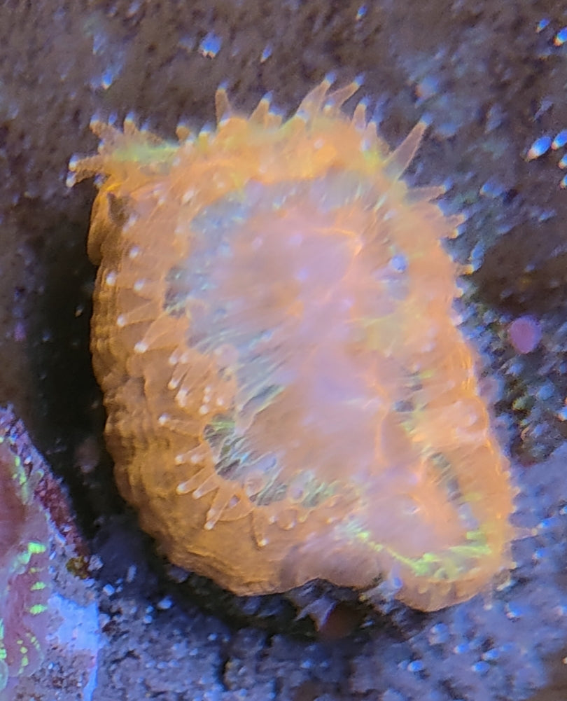 Acanthastrea bowerbanki red ultra WYSIWYG 43