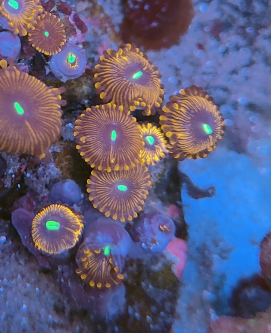 zoanthus rouge WYSIWYG C16