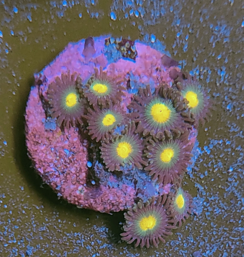 zoanthus WYSIWYG C17