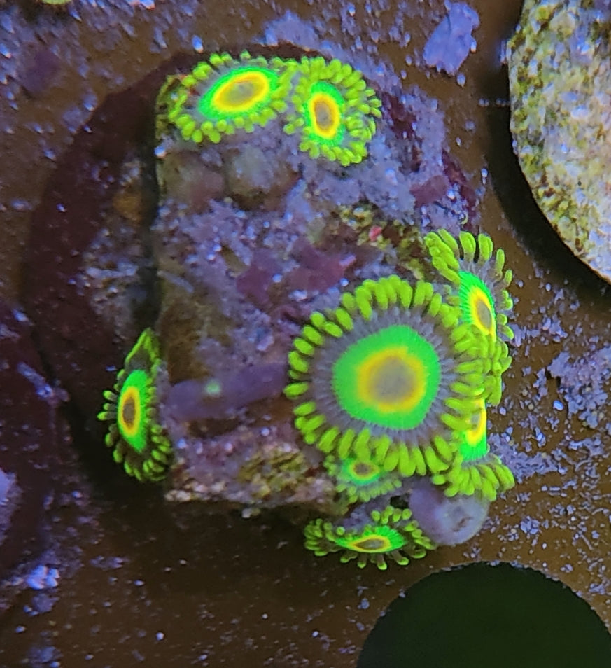 Zoanthus Rasta WYSIWYG 25