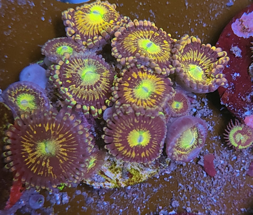 Zoanthus WYSIWYG 52