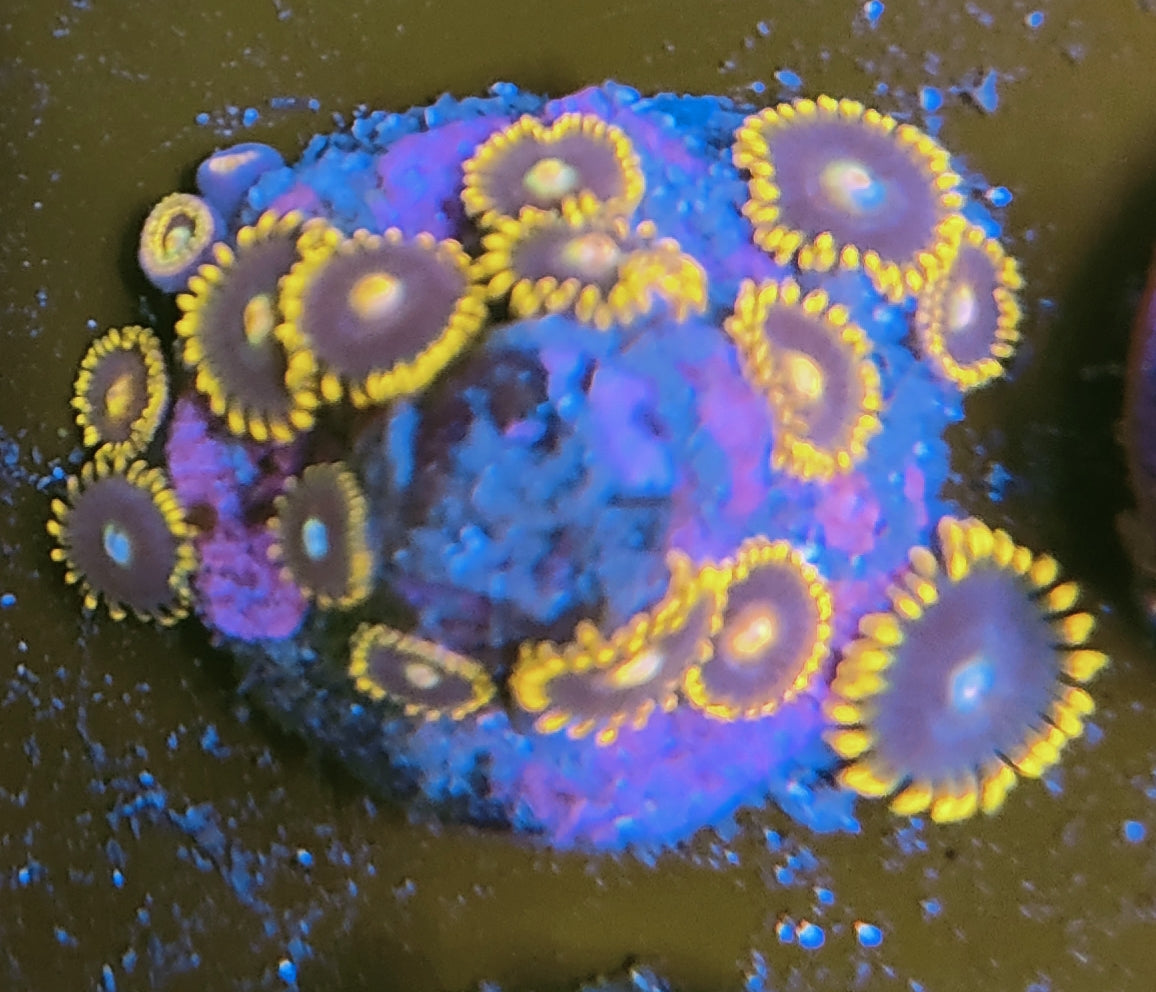 zoanthus WYSIWYG C18