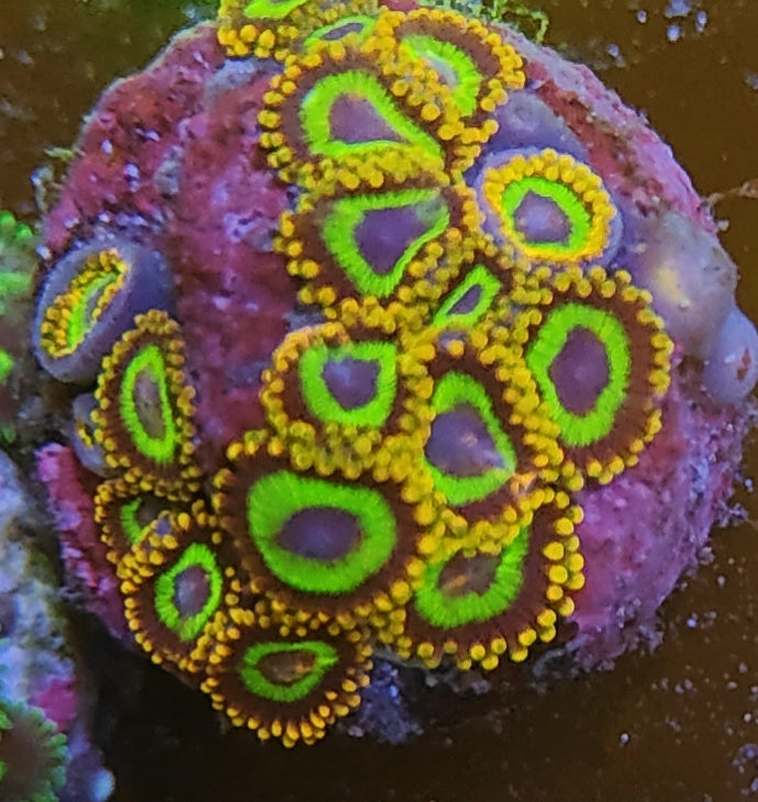 Zoanthus Fruity loop 31 WYSIWYG