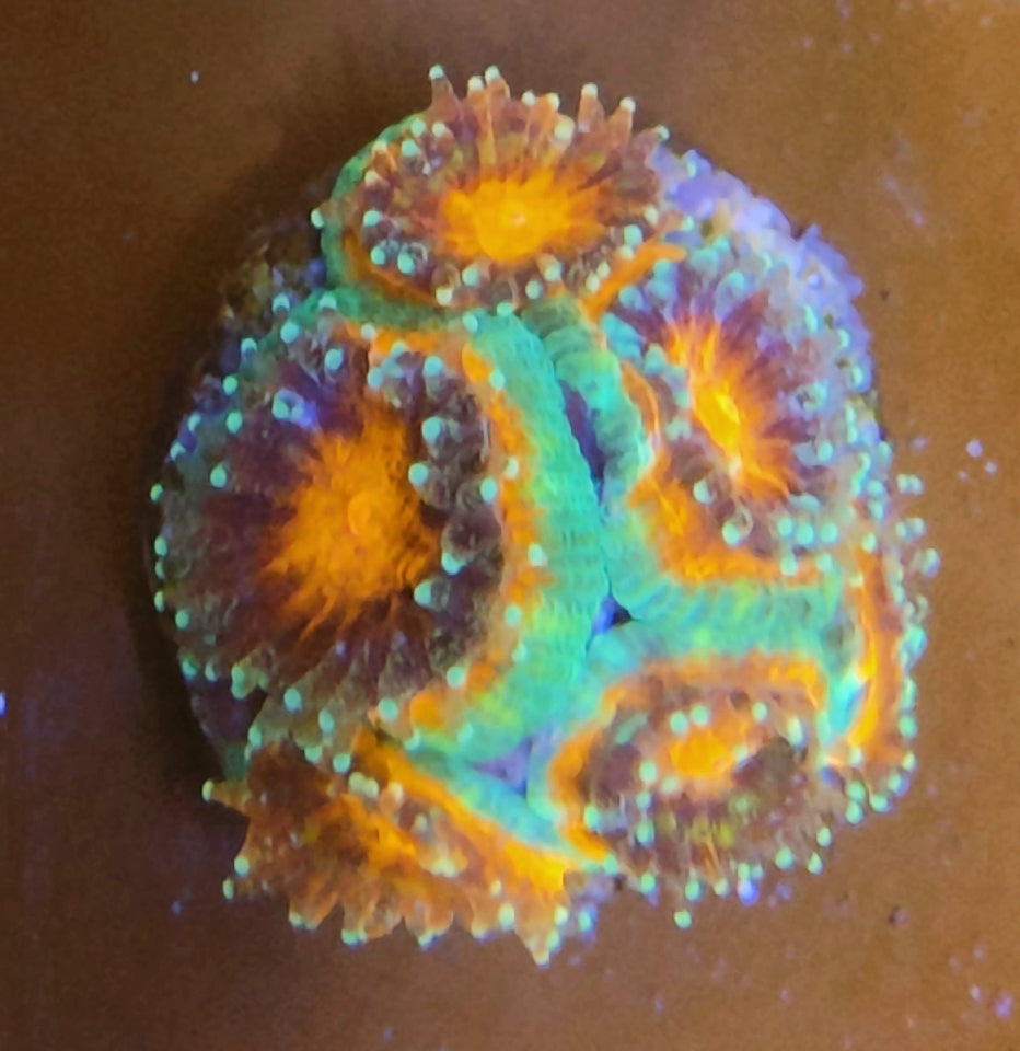 Acanthastrea rainbow WYSIWYG G20