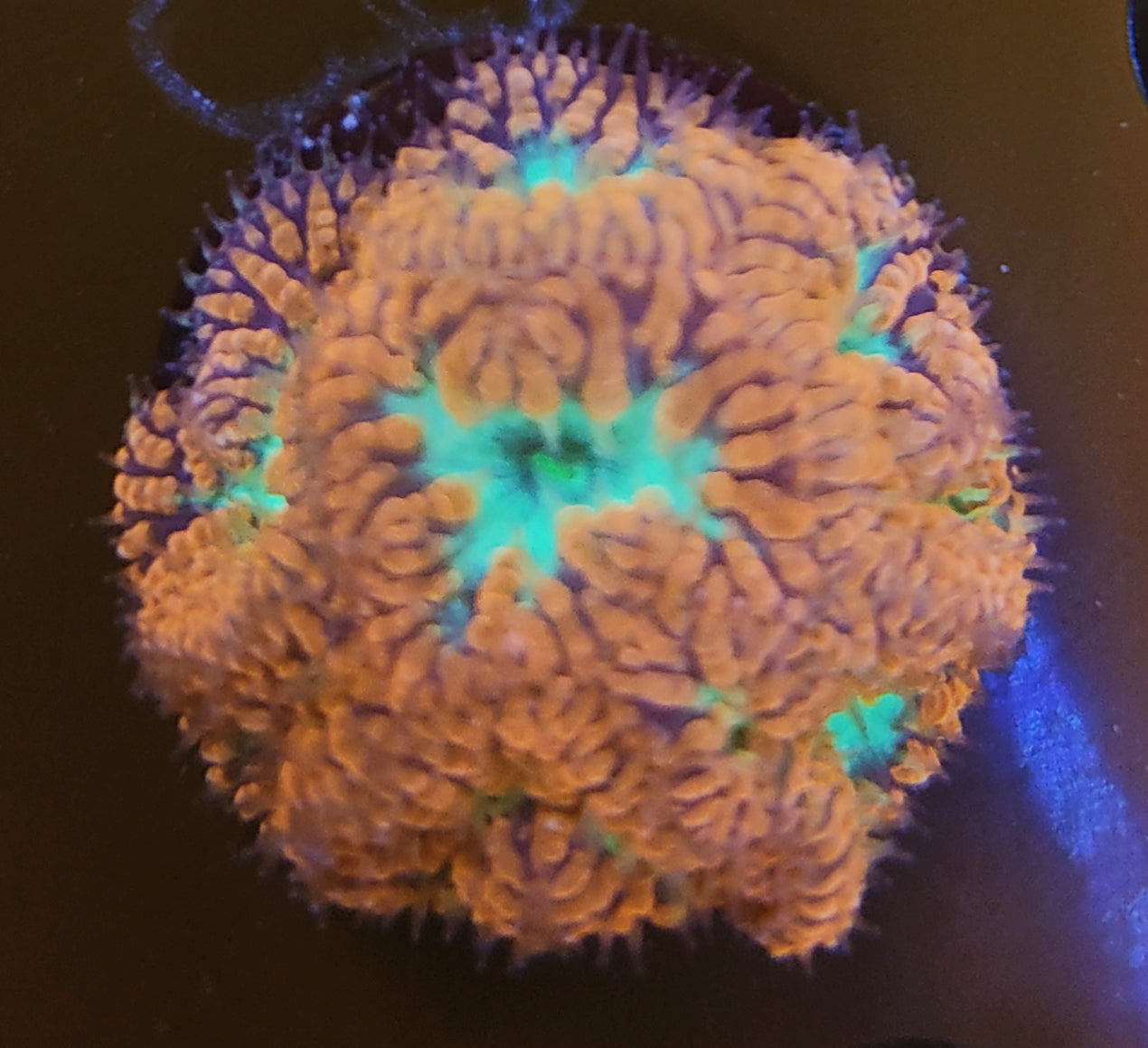 Blastmussa rouge ultra 8 polypes WYSIWYG