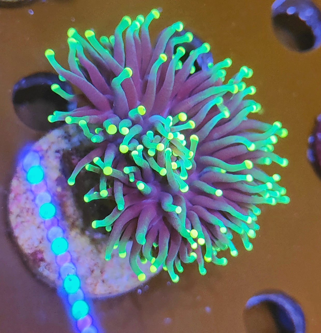 Euphyllia glabrescens rasta WYSIWYG 24