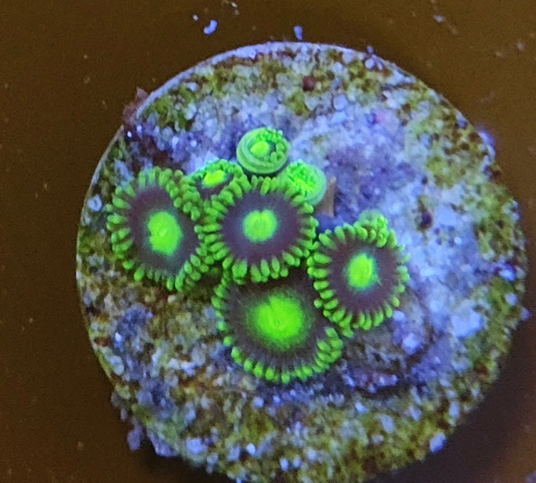 zoanthus WYSIWYG C20