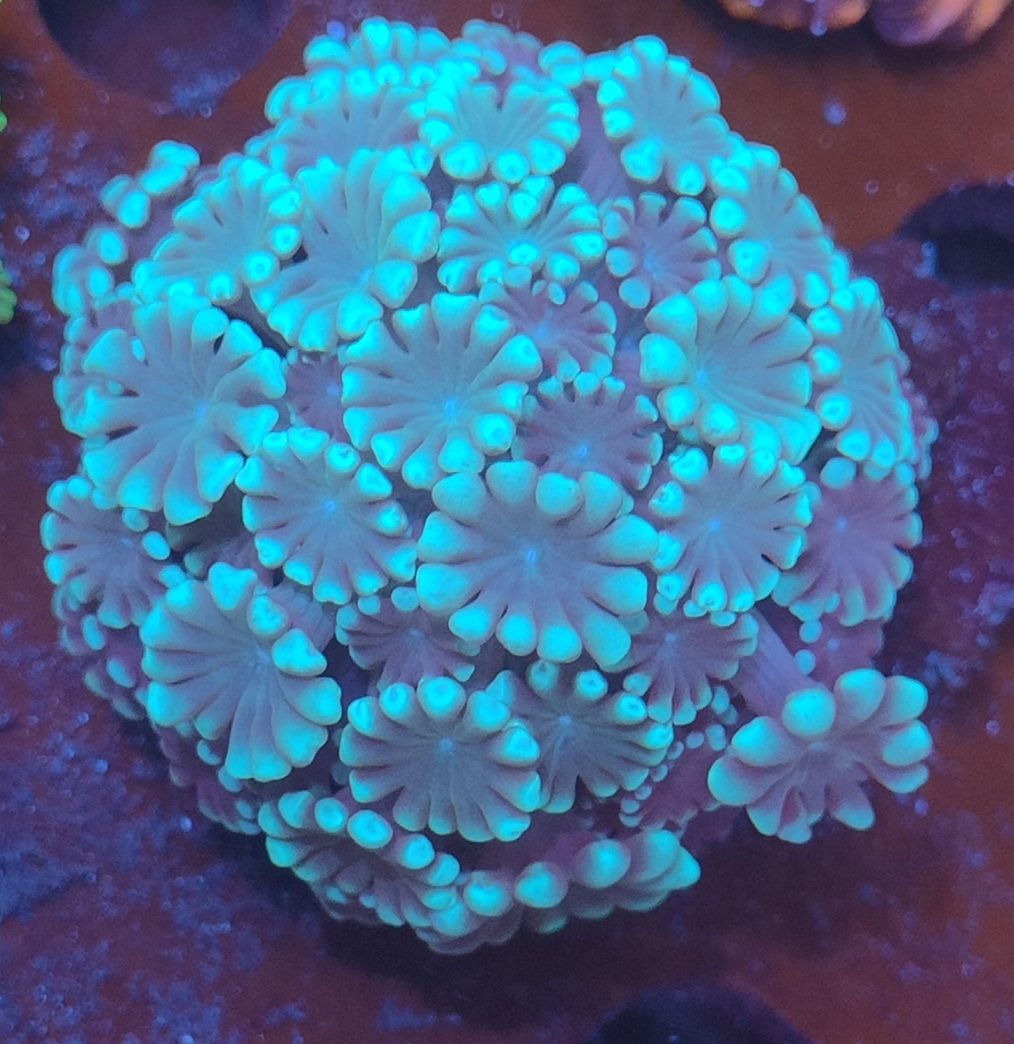 Alveopora WYSIWYG
