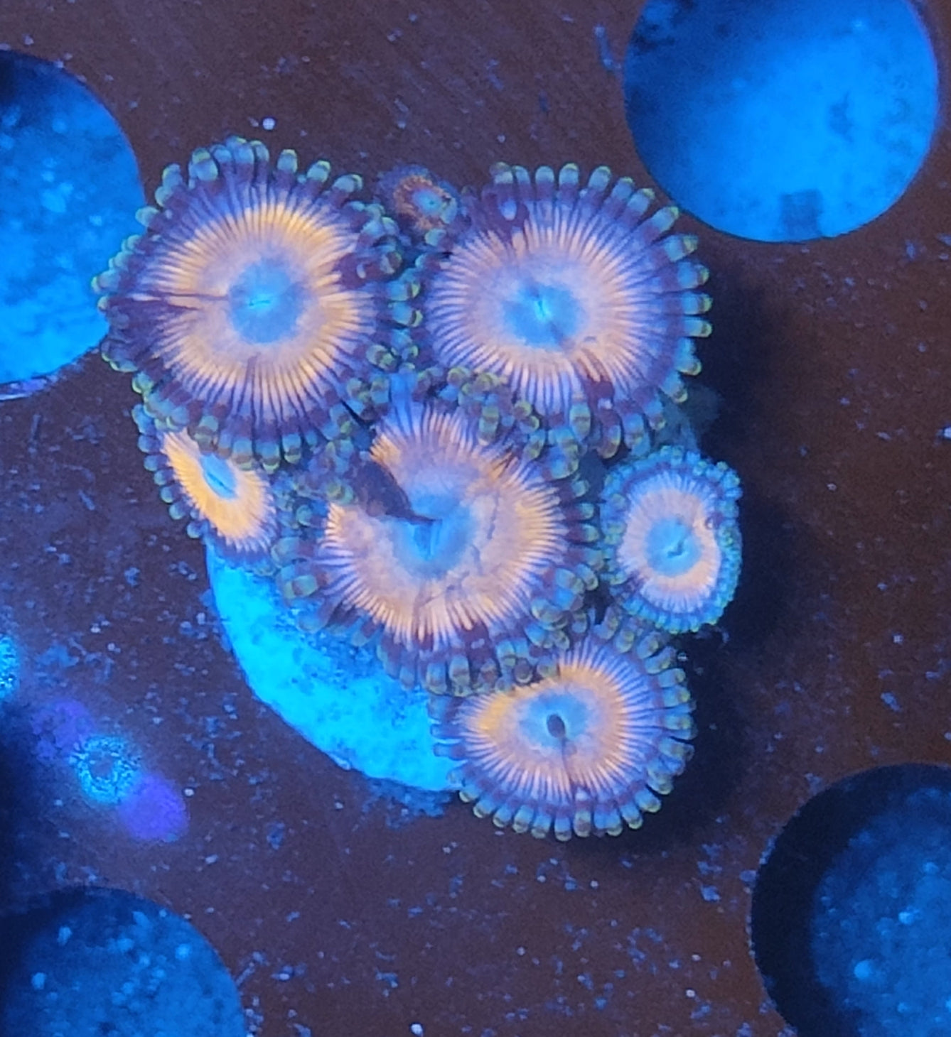 Zoanthus orange WYSIWYG