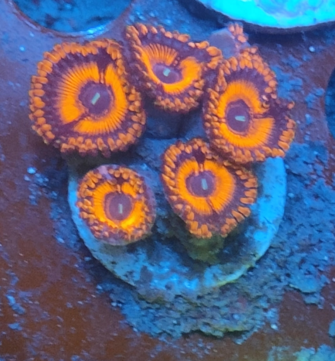 Zoanthus orange ultra WYSIWYG