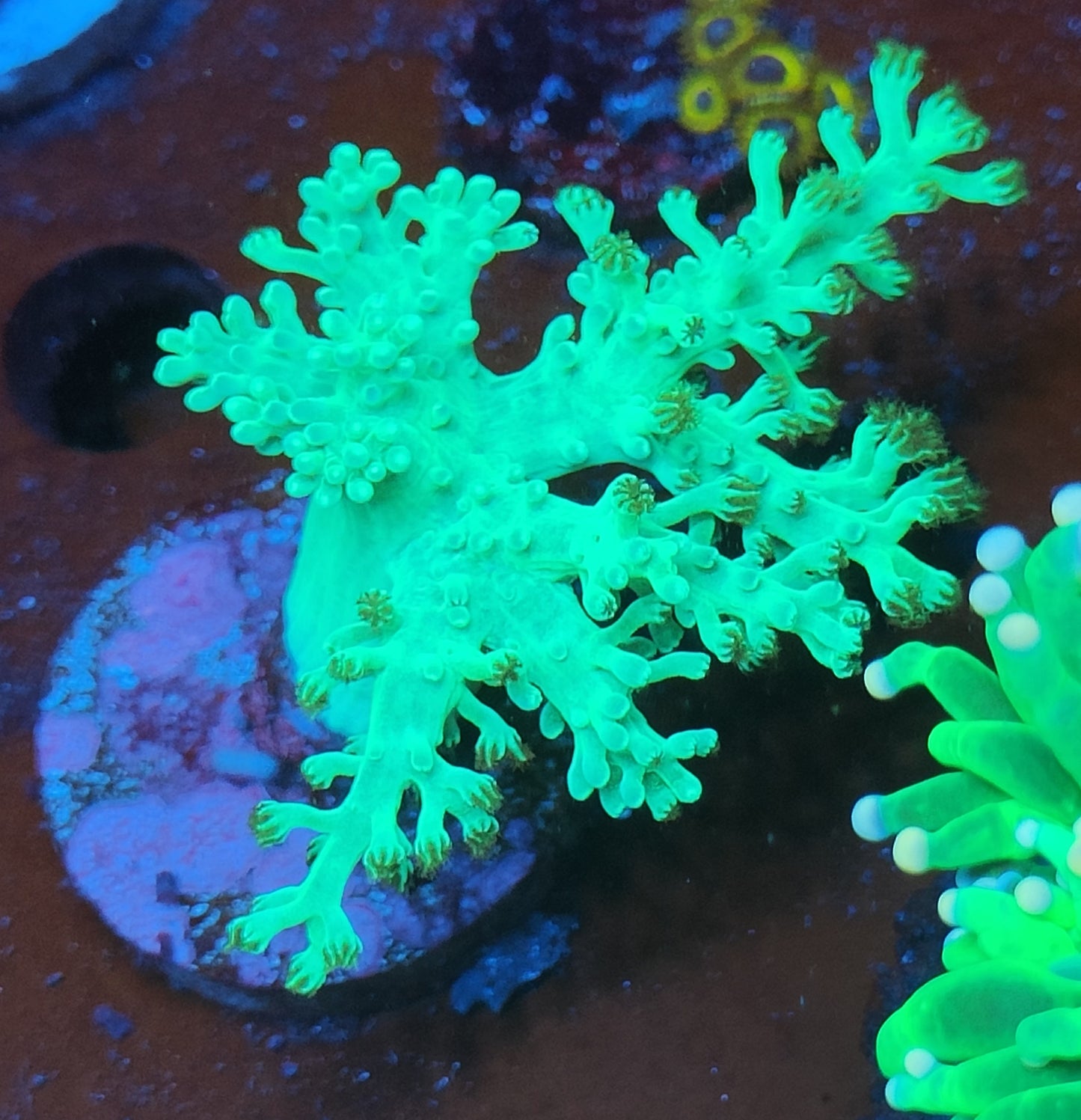 lithophyton vert ultra WYSIWYG