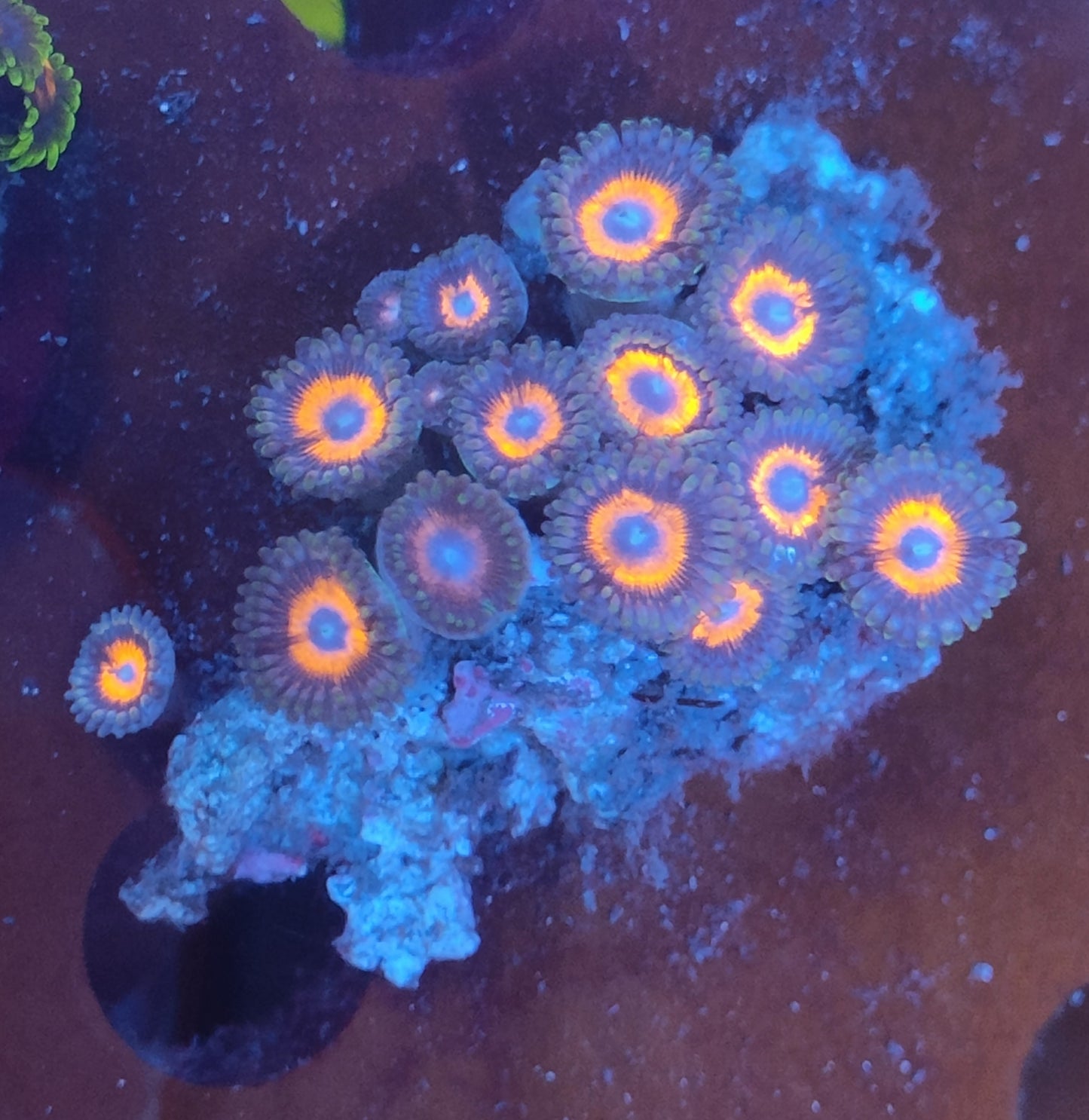 Zoanthus orange ultra WYSIWYG