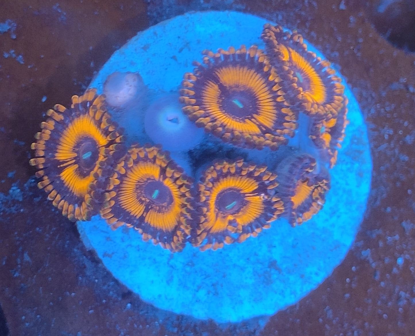 Zoanthus orange ultra WYSIWYG