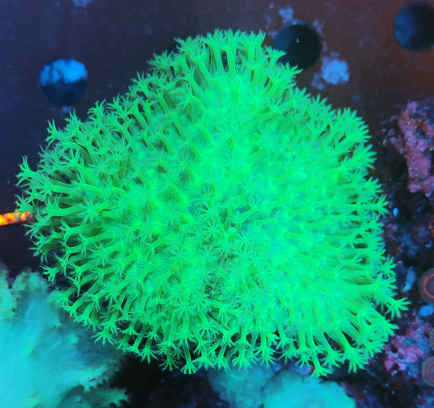 Sarcophyton vert ultra L WYSIWYG