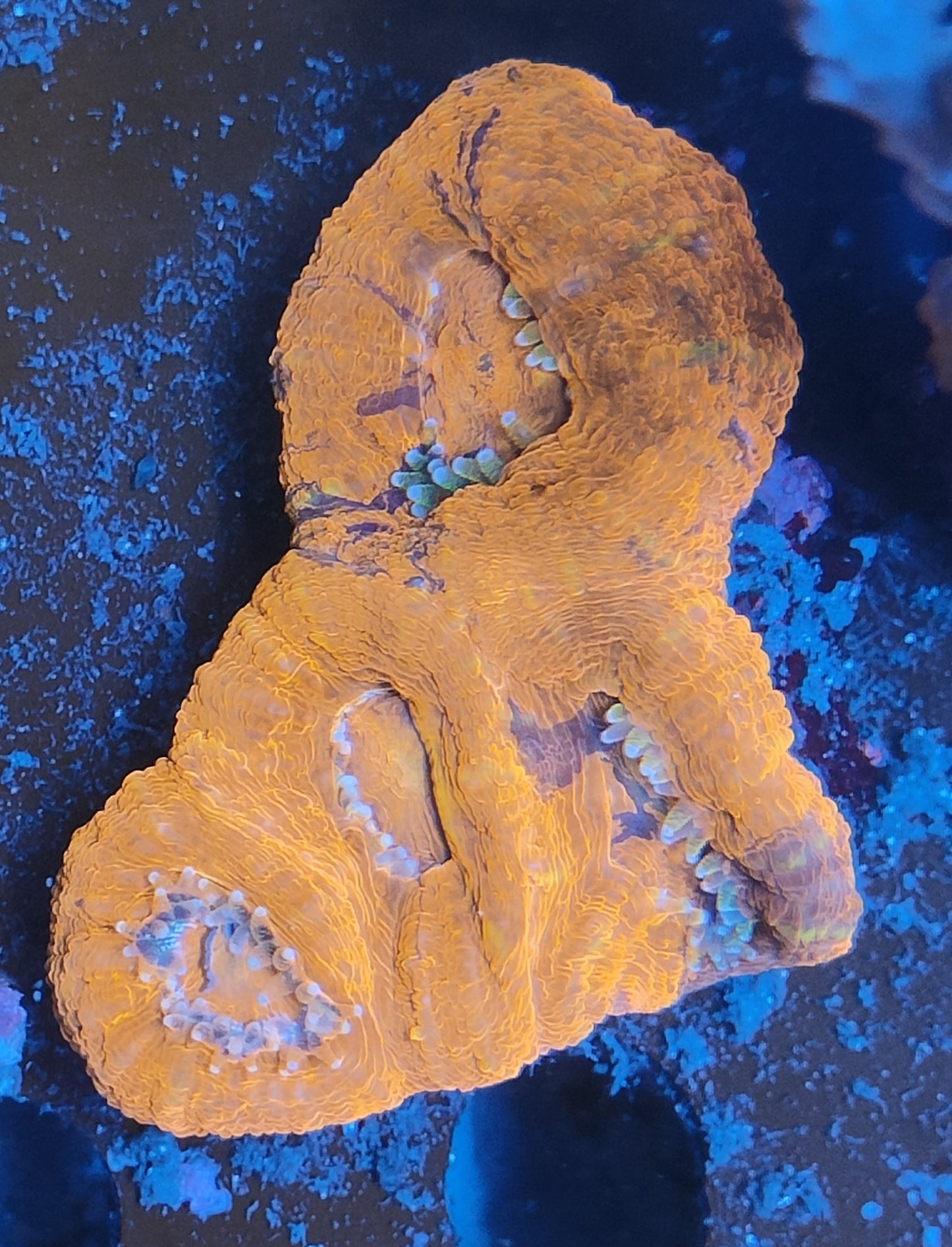 Acanthastrea bowerbanki ultra L WYSIWYG