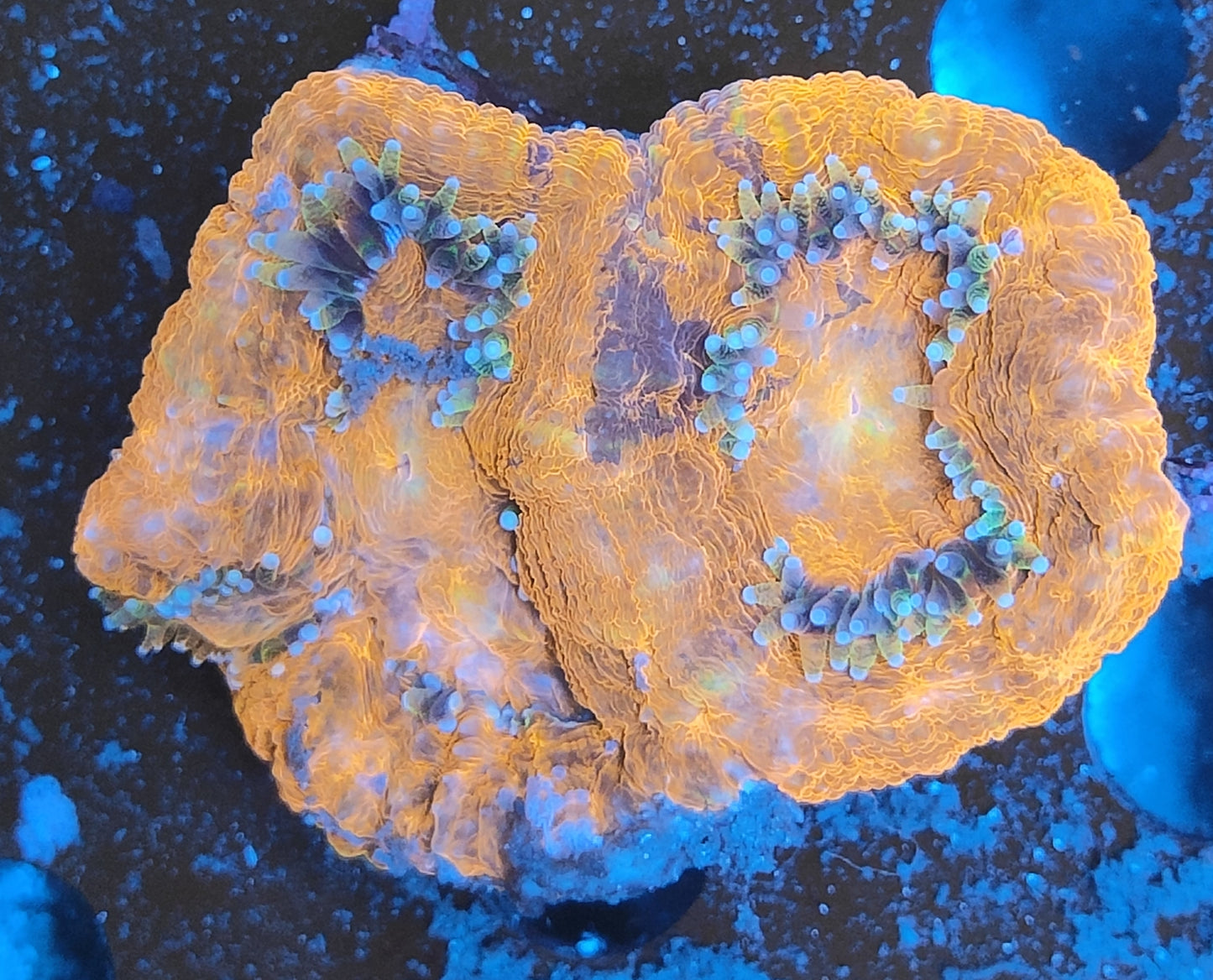 Acanthastrea bowerbanki ultra L WYSIWYG