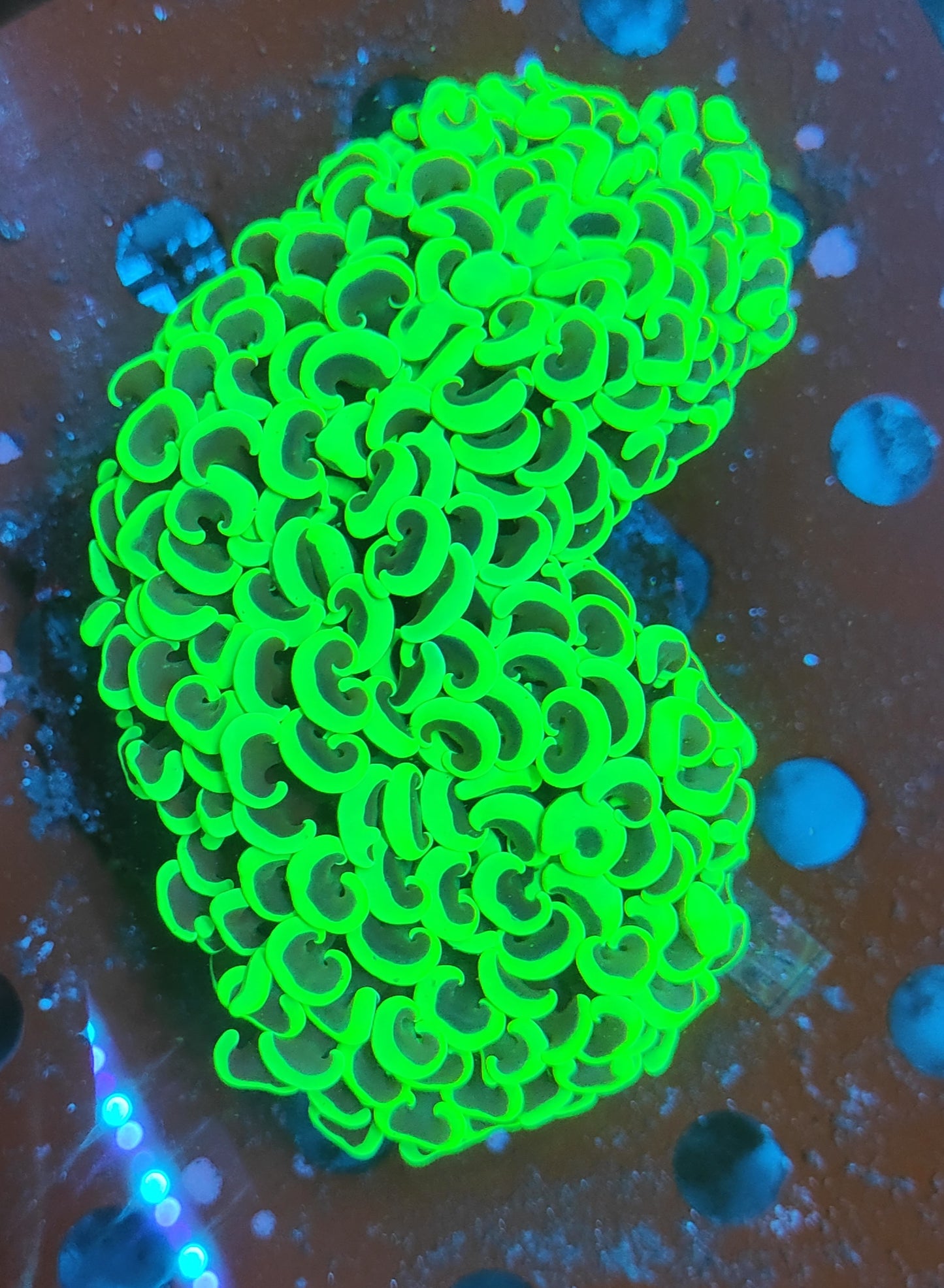 Euphyllia ancora vert ultra XL WYSIWYG 2
