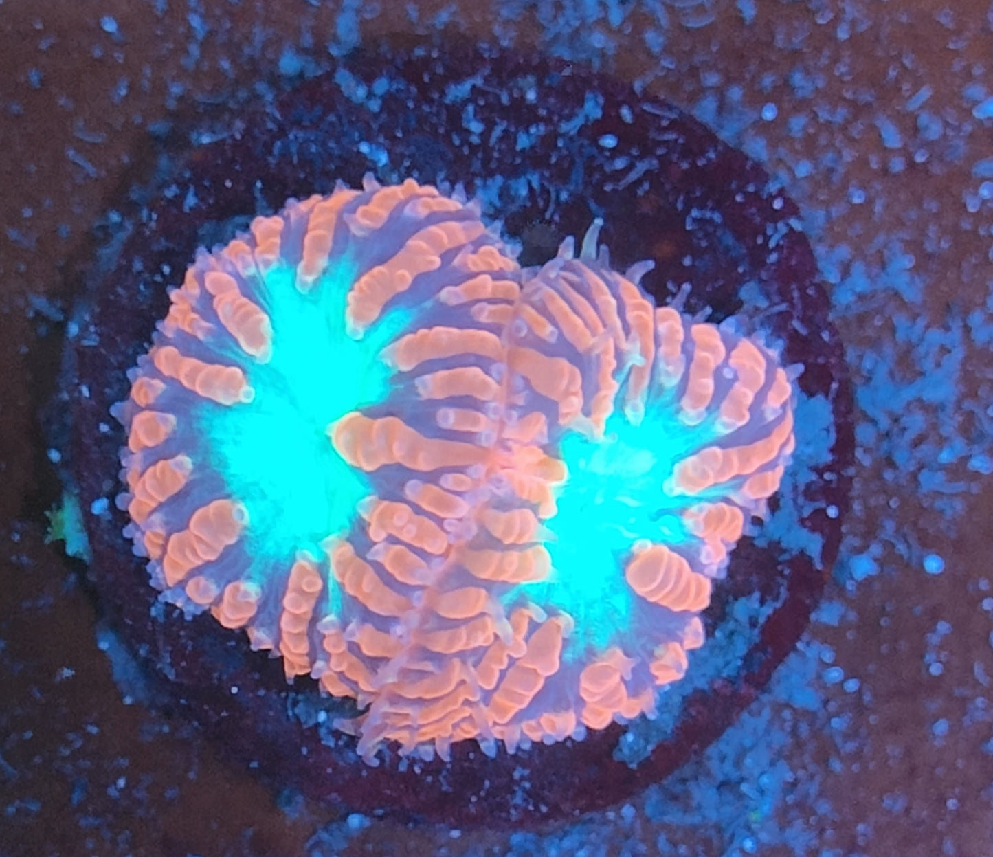 Blastomussa rouge ultra WYSIWYG