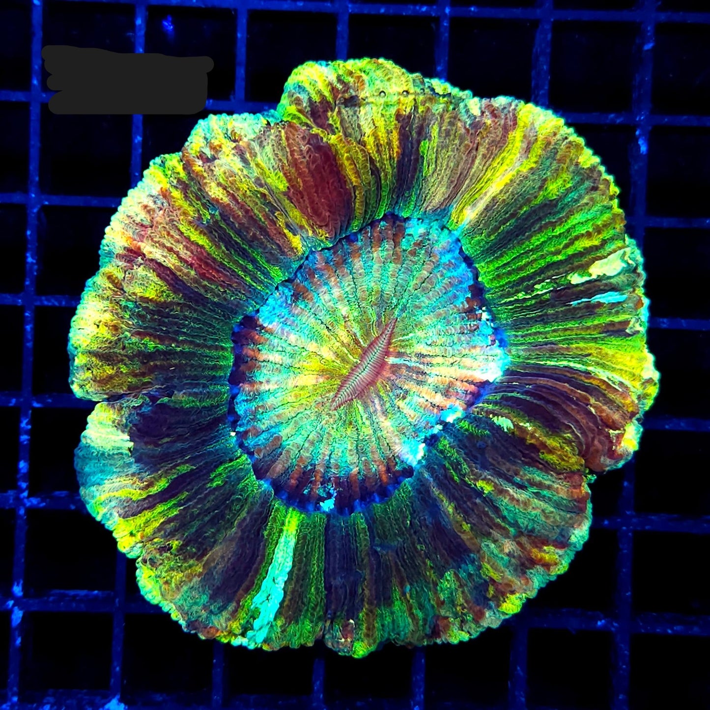 Trachyphyllia WYSIWYG T2