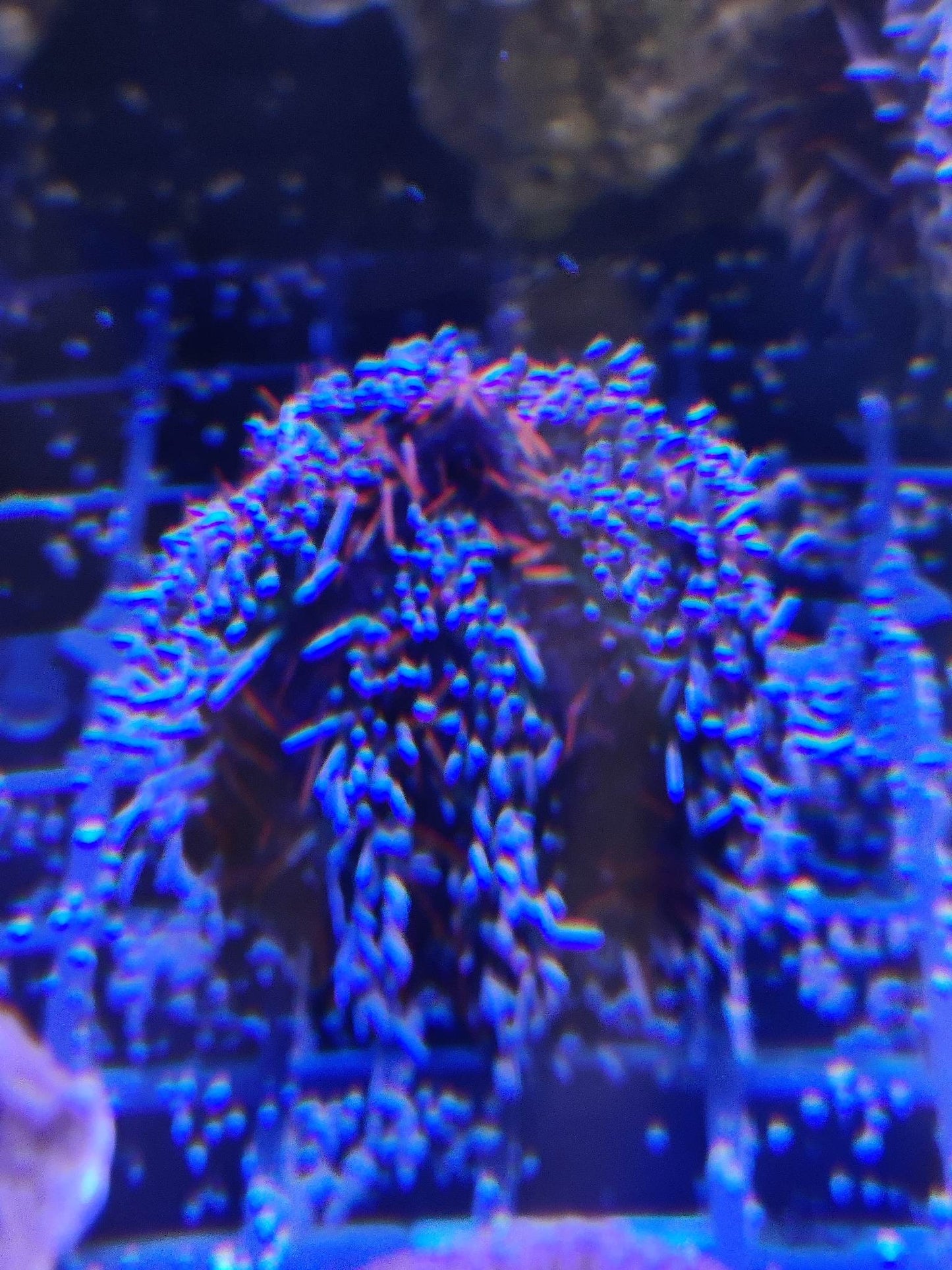 Tripneustes gratilla