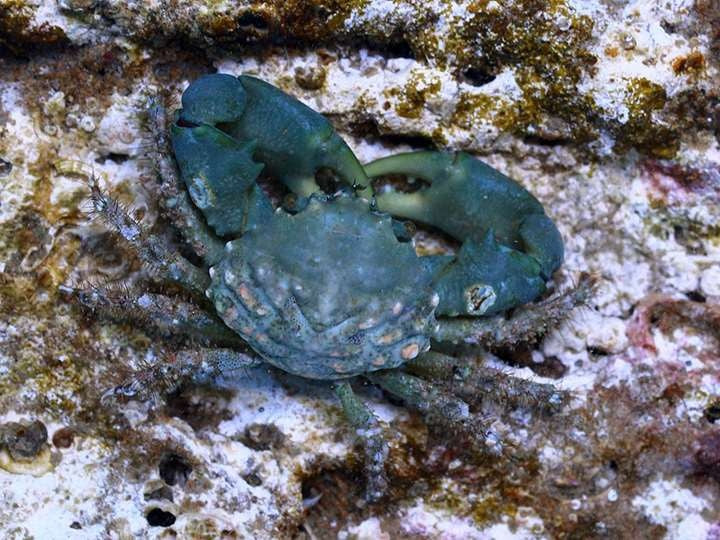 Crabe mithrax vert