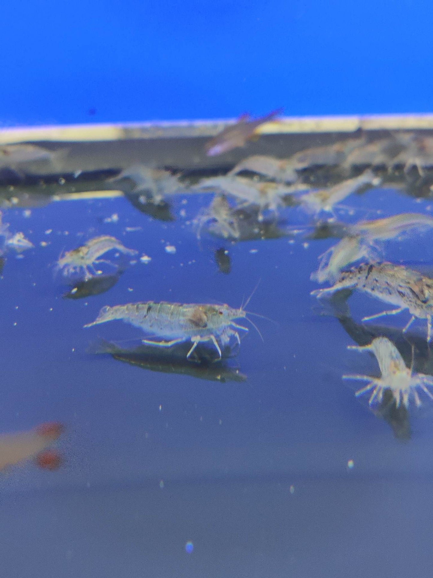 Caridina Japonica