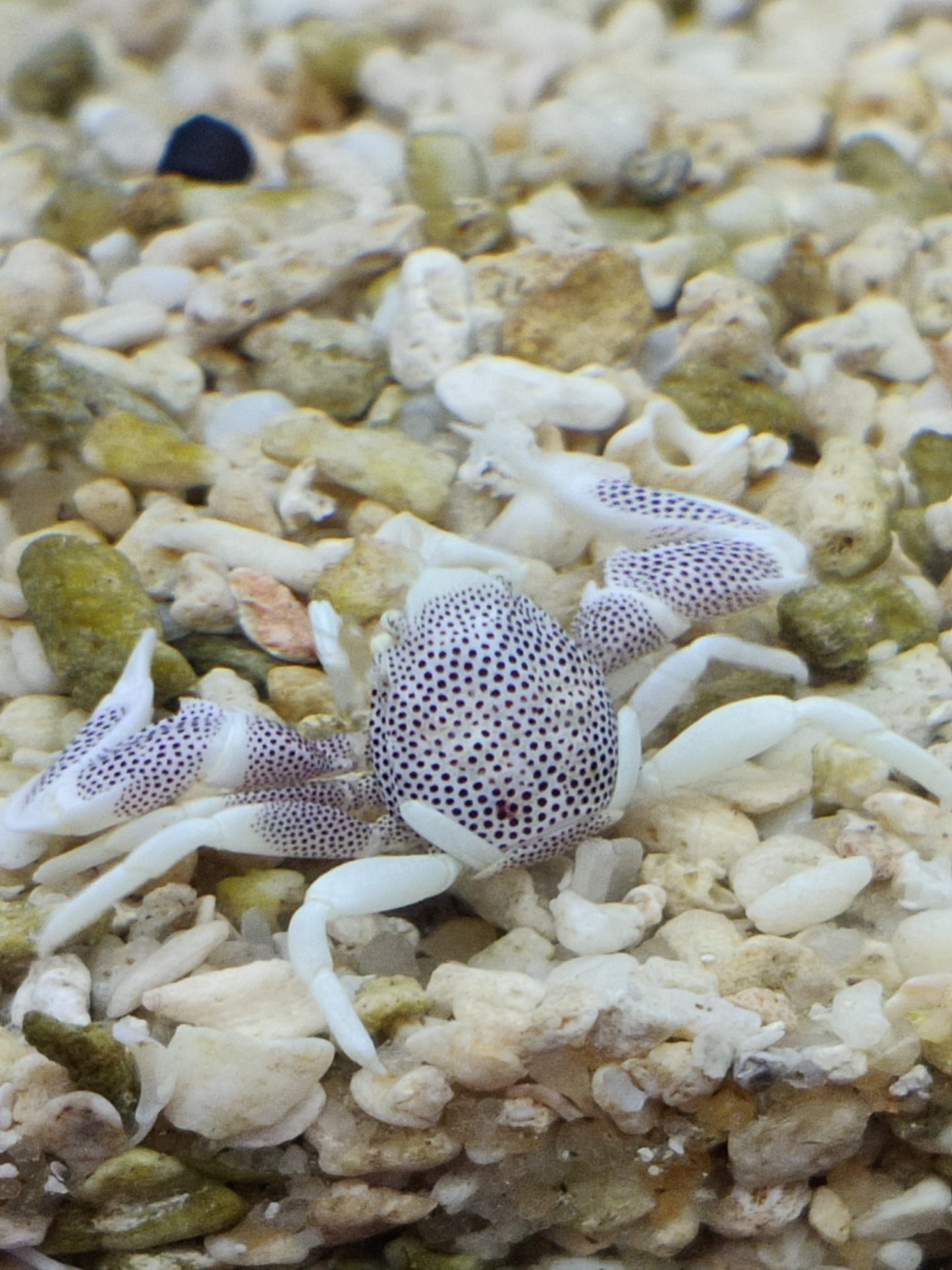 neopetrolisthes oshimai