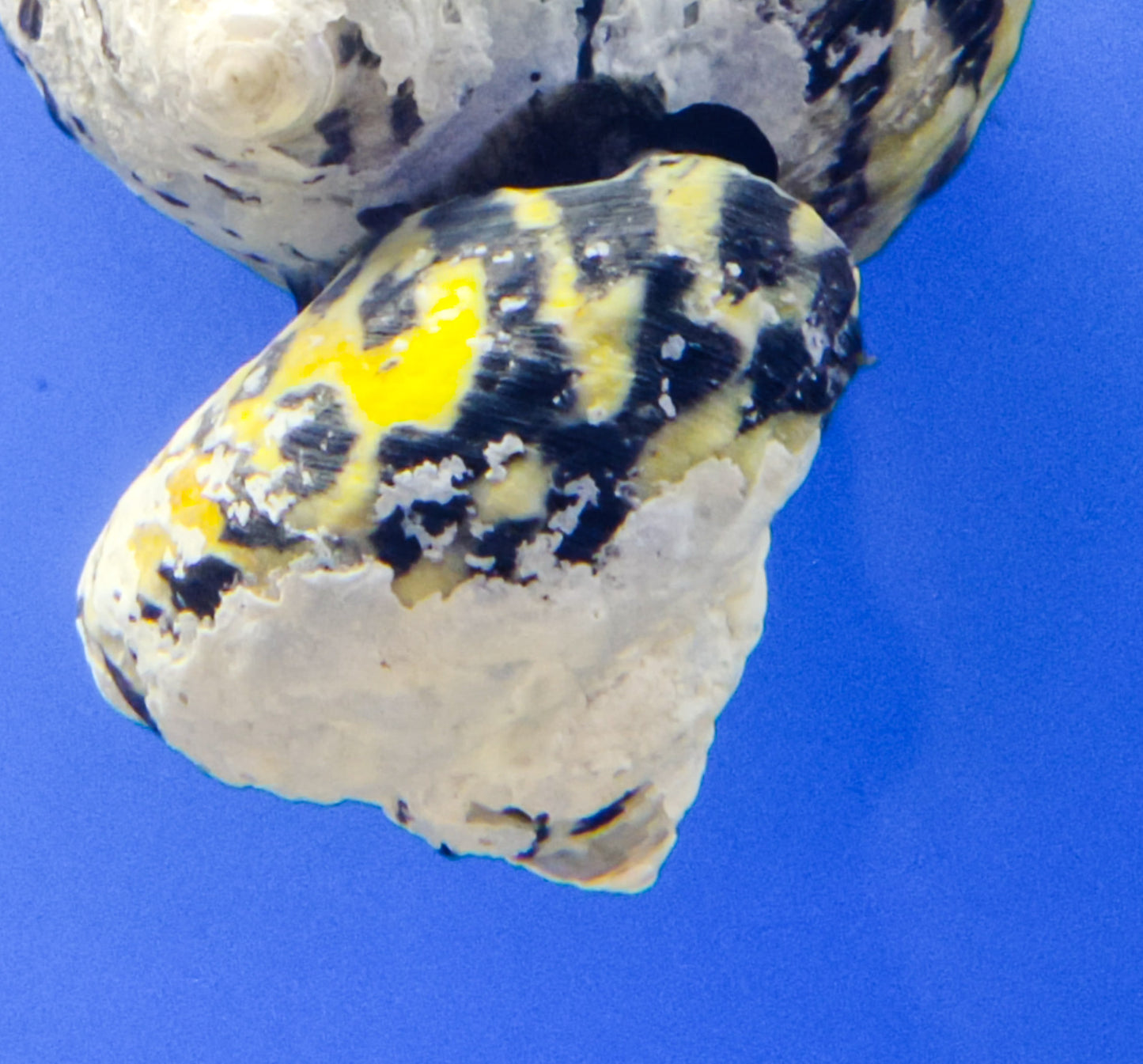 Turbo fluctuosus (mexicain)