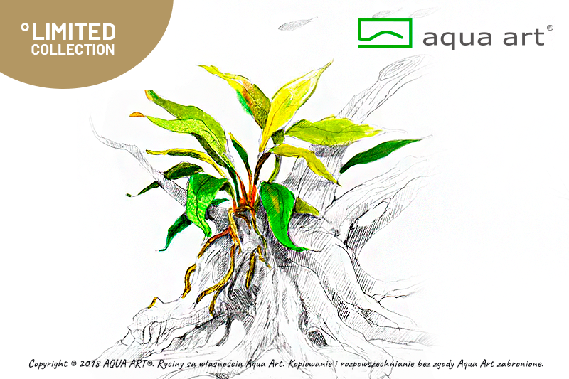 Anubias barteri va glabra (sur commande)