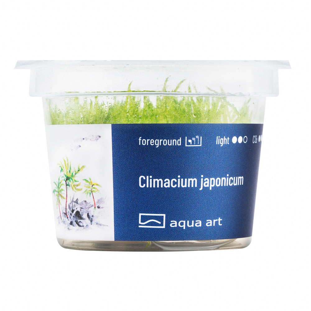 Climacium japonicum(sur commande)