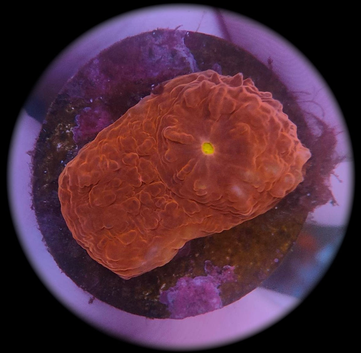 Echinophyllia WYSIWYG 16