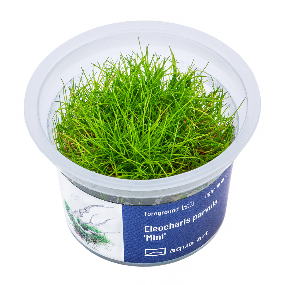 Eleocharis parvula "mini" (sur commande)