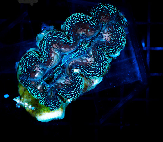 Tridacna crocea 7-8cm WYSIWYG