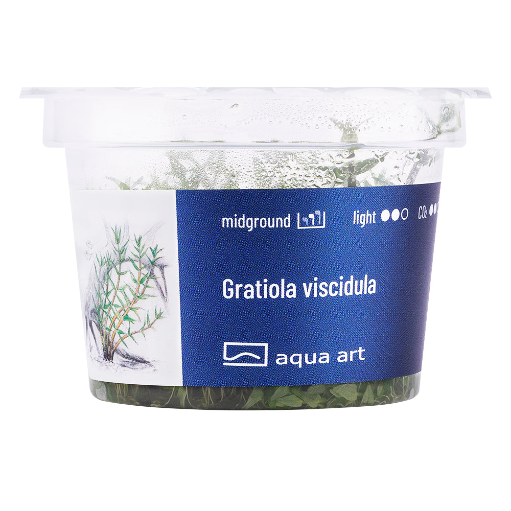 Gratiola viscidula (sur commande)