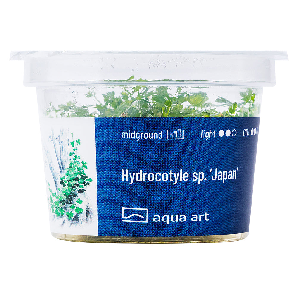 Hydrocotyle sp japan