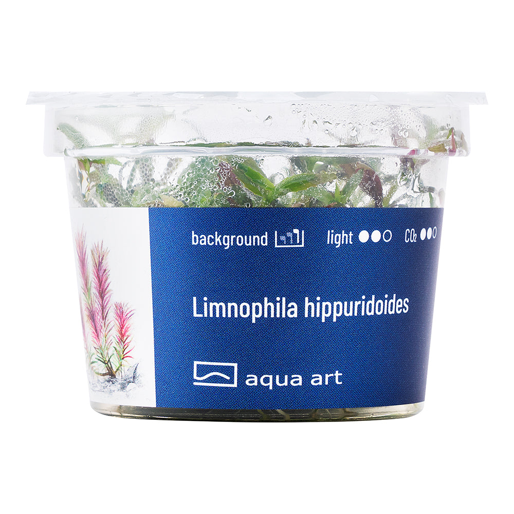 Limnophila hippuridoides (sur commande)
