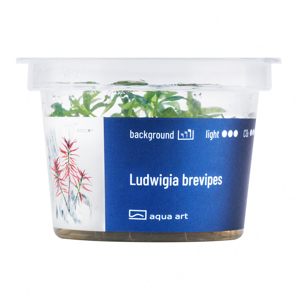 Ludwigia brevipes (sur commande)