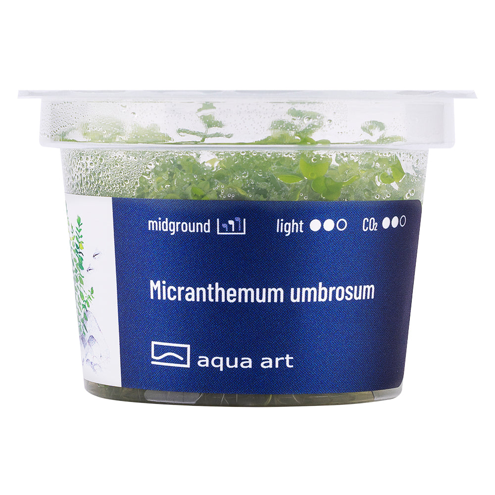 Micranthemum umbrosum (sur commande)