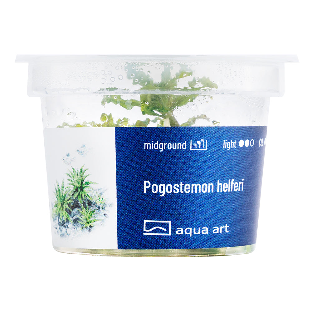 Pogostemon helferi (sur commande)