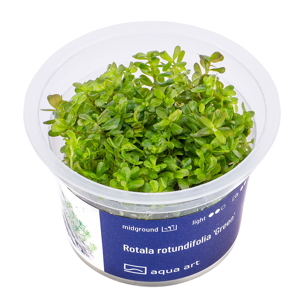 Rotala rotundifolia green