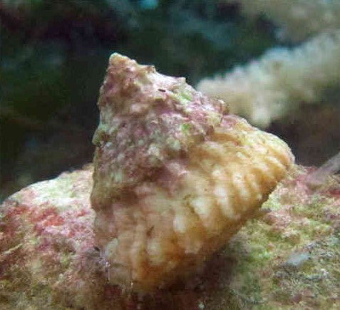 astrea tecta