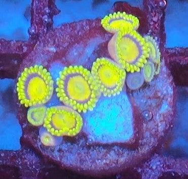 Zoanthus tutti frutti wysiwig M2