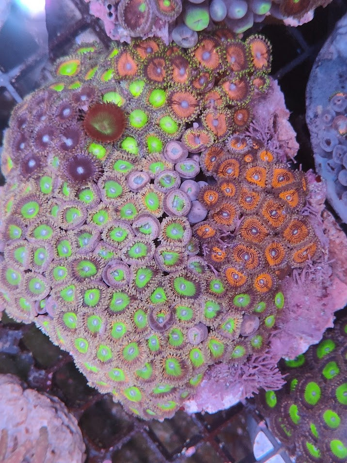 Zoanthus XL mix 1 WYSIWYG