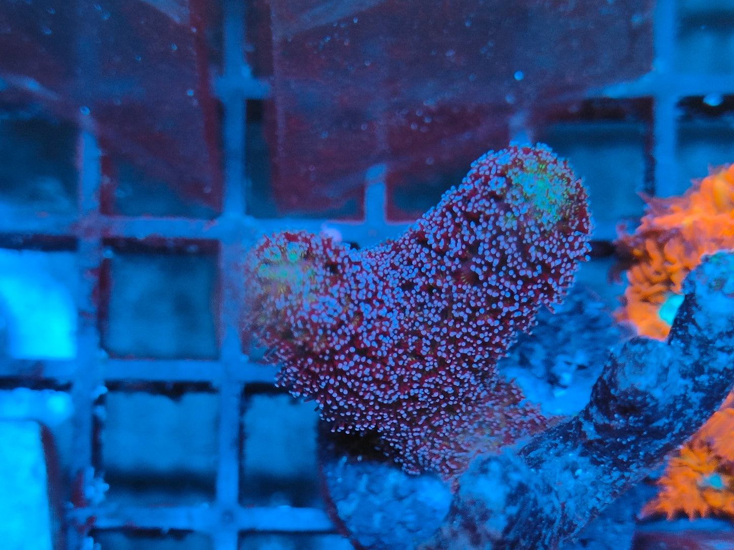 Stylophora milka S1 WYSIWYG