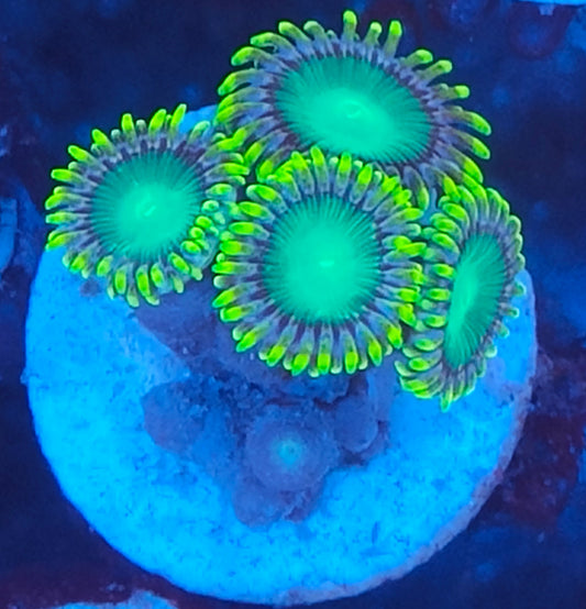 Zoanthus radioactive dragon eye WYSIWYG 025