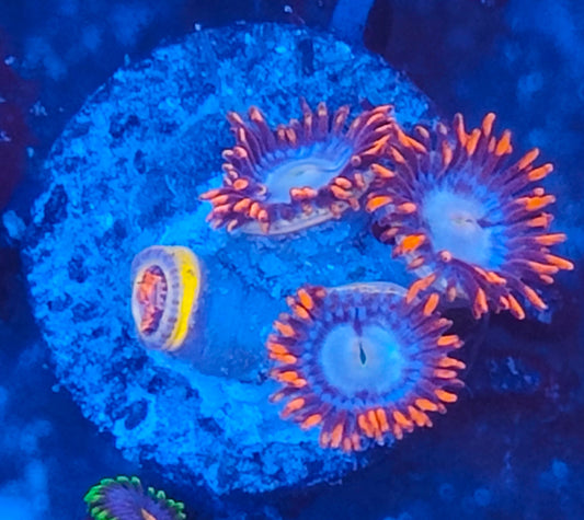 Zoanthus fire and ice WYSIWYG 036