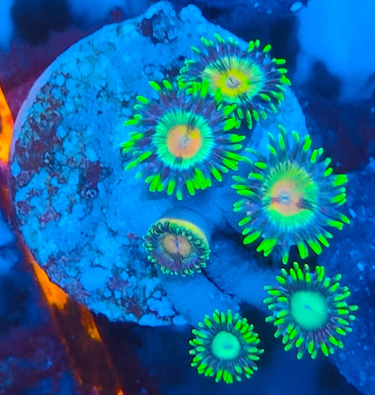 Zoanthus ultra WYSIWYG 045